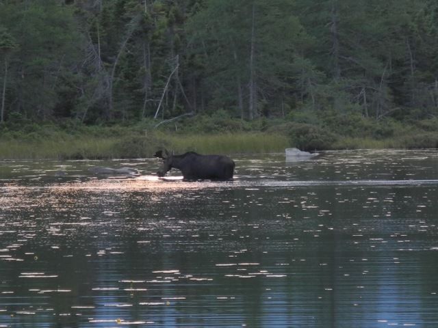 2016-07-17 19-36-57-Appalachian-Trail-494-Moose-in-Ethan-Pond.jpg